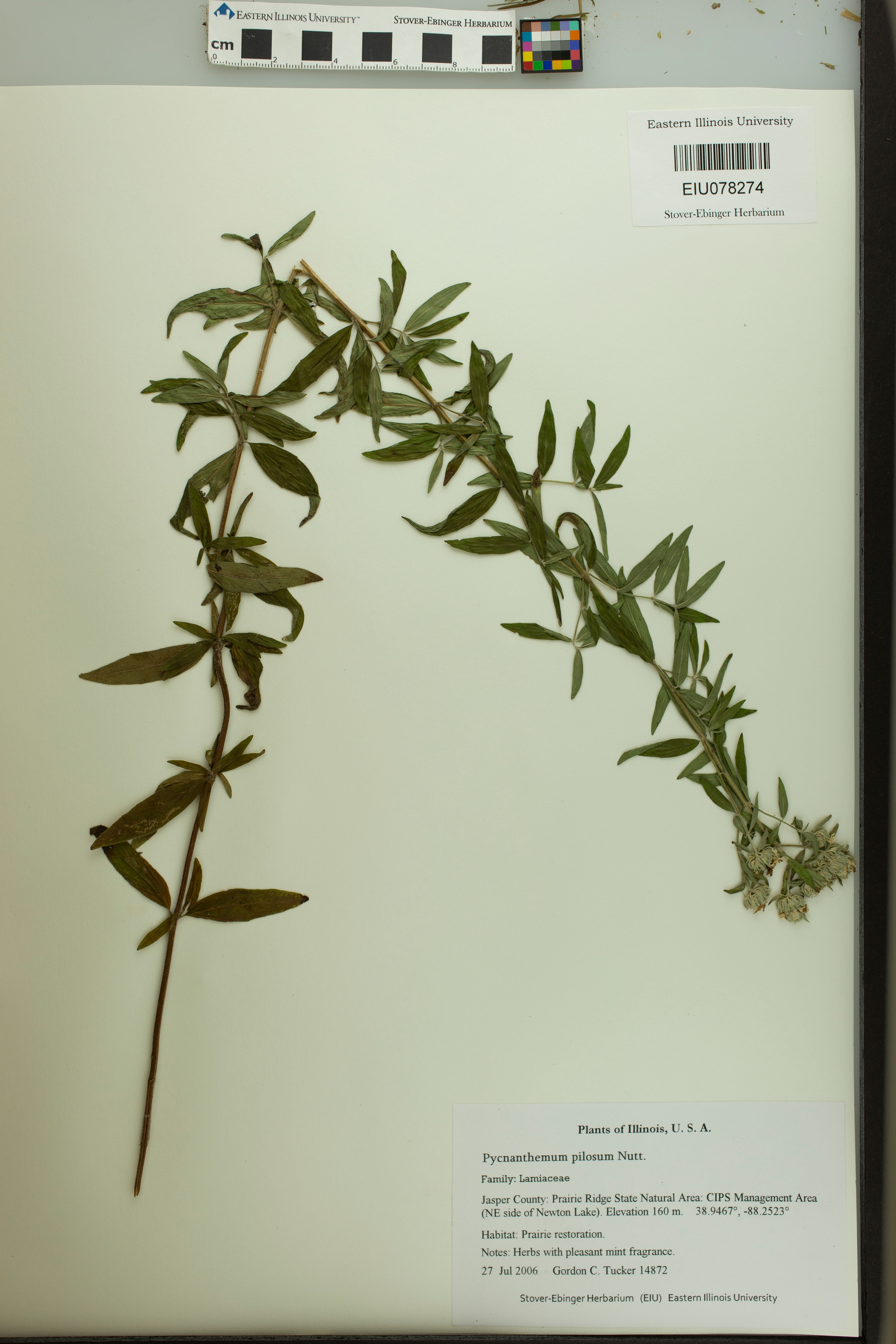 Pycnanthemum pilosum - 13