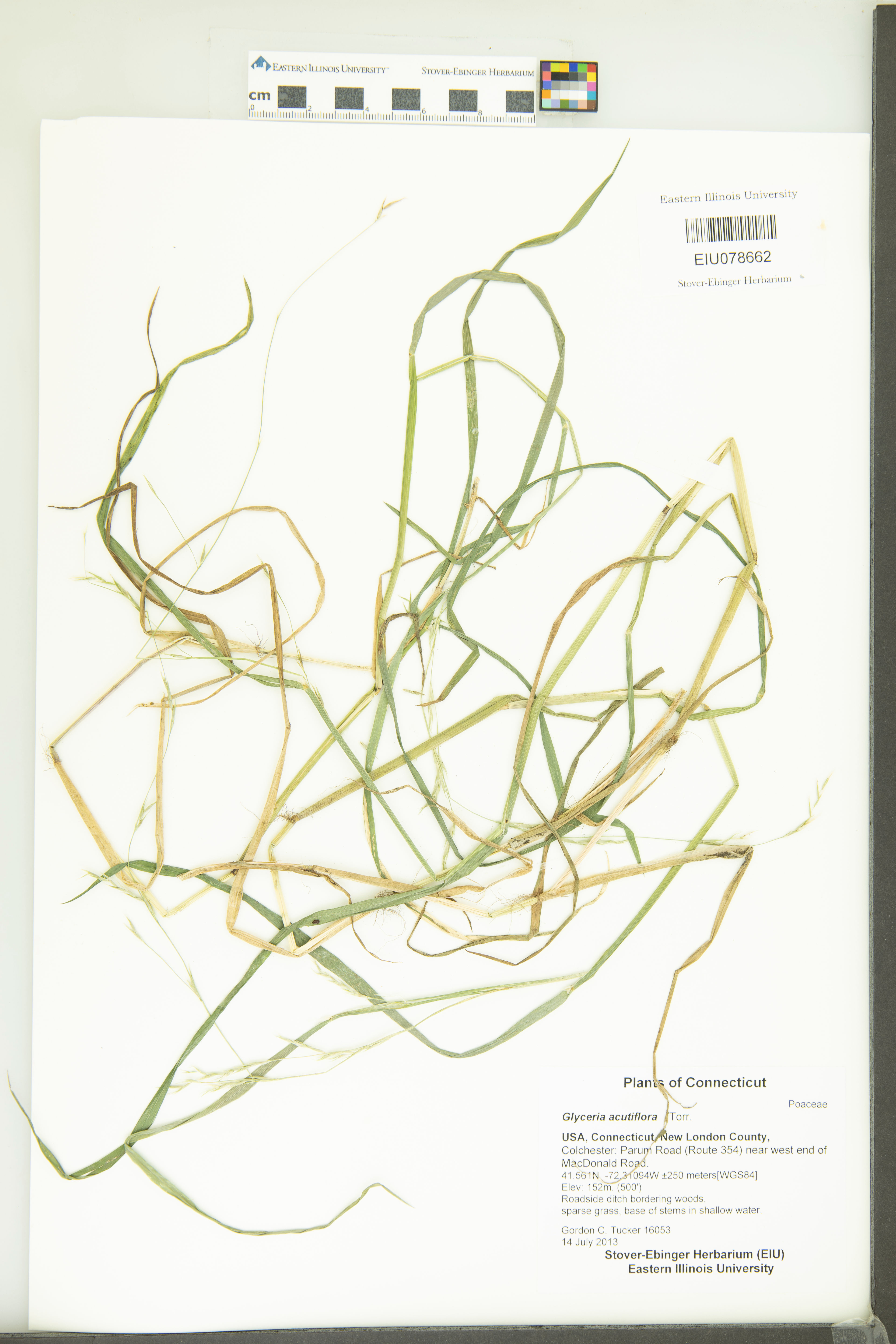 Glyceria acutiflora - 30