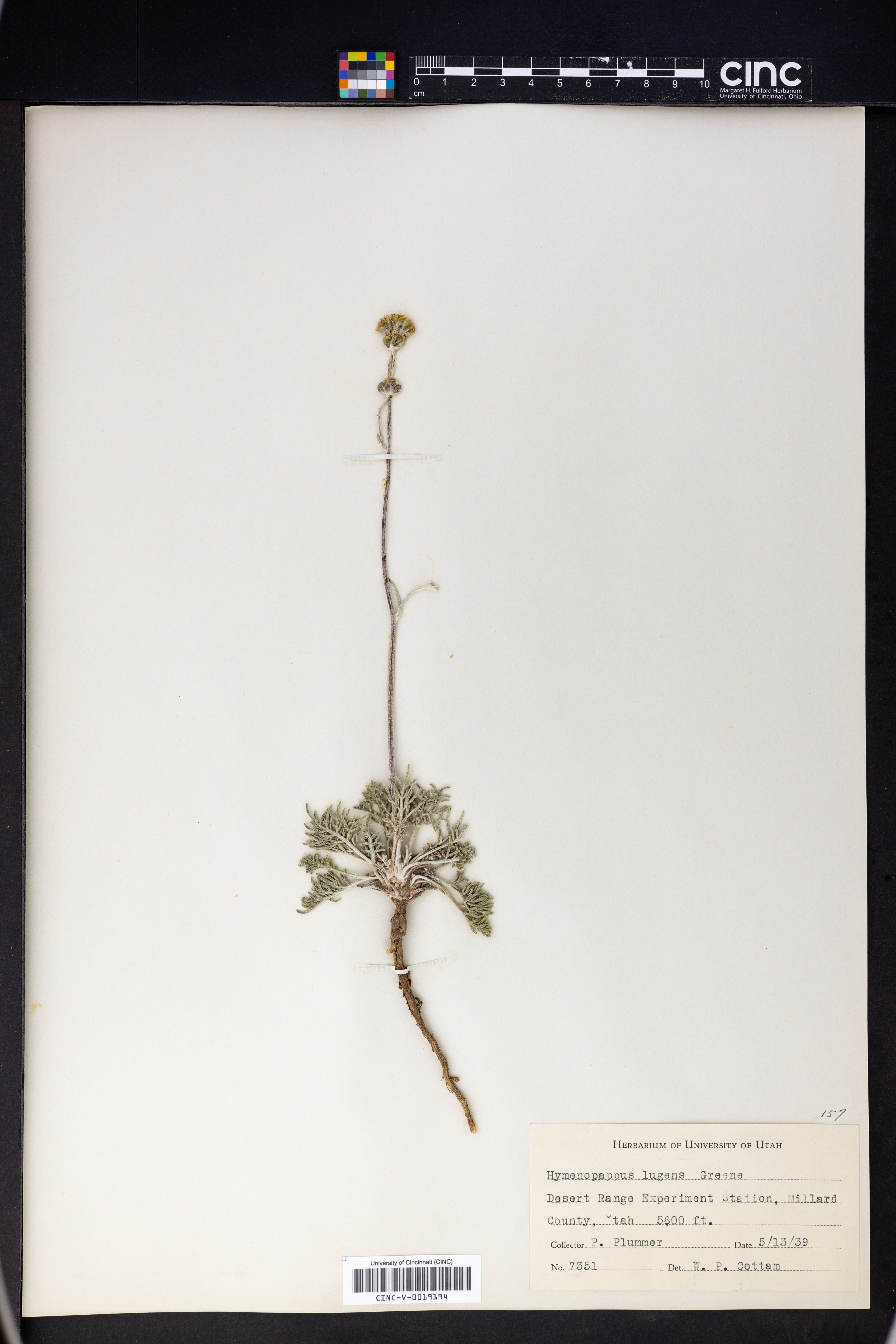Hymenopappus lugens - 6