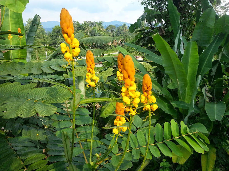 TKC HERBAL NURSERY SDN. BHD - Pusat Pertanian Pantai gallery