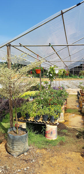 Enstek Nursery (Tang) gallery