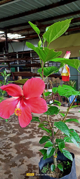 Senawang Flora gallery