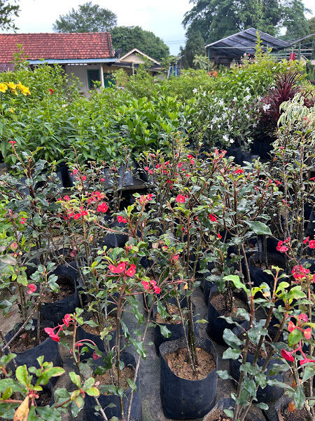 WL ECO GARDEN gallery