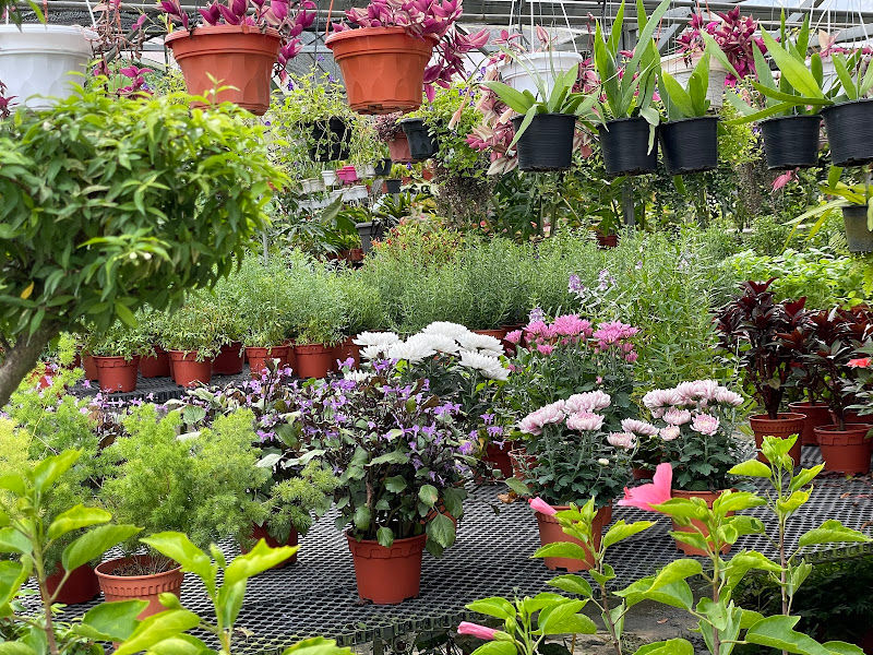 Sg Buloh Flowers & Plants Nursery Wholesale