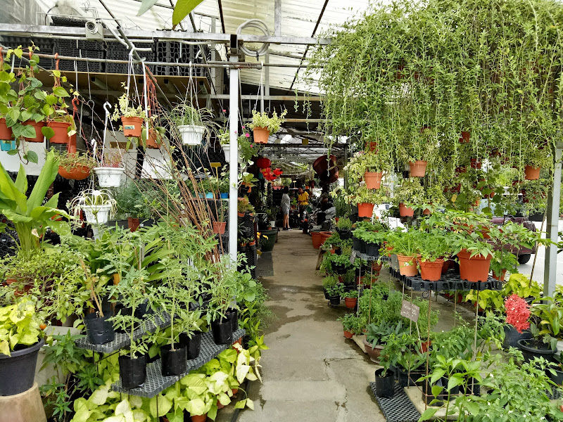 Ben Choo Nursery gallery