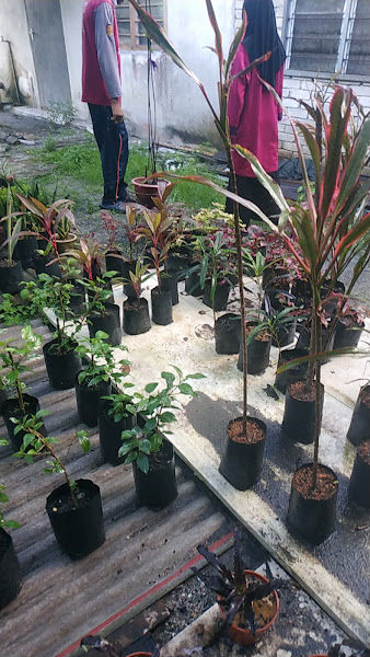 Suhaimi Nursery gallery