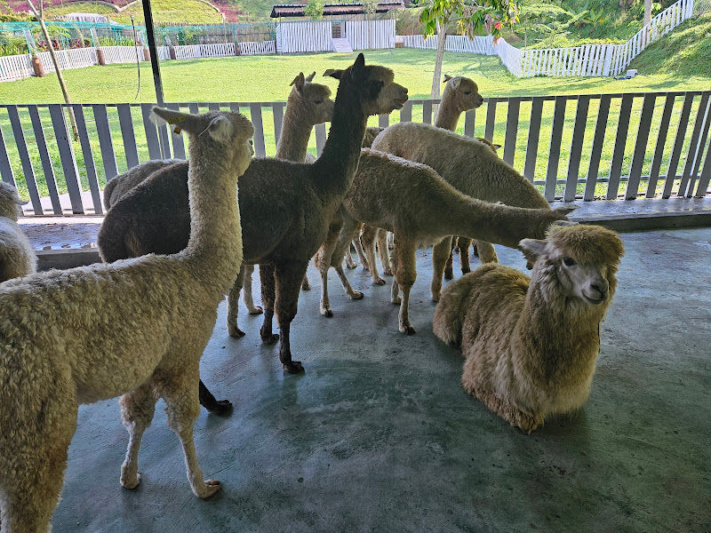 Zahara Garden gallery