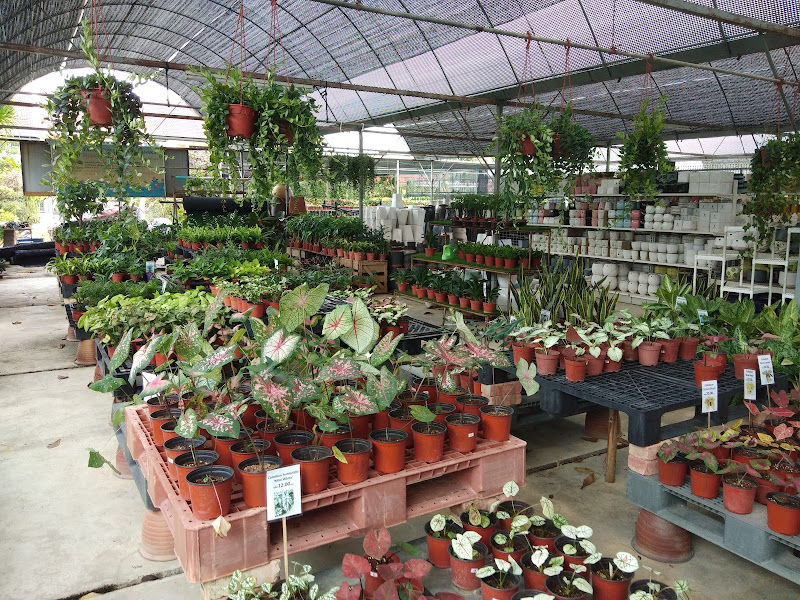 Summerville Nursery and Landscape（夏日轩园艺） gallery