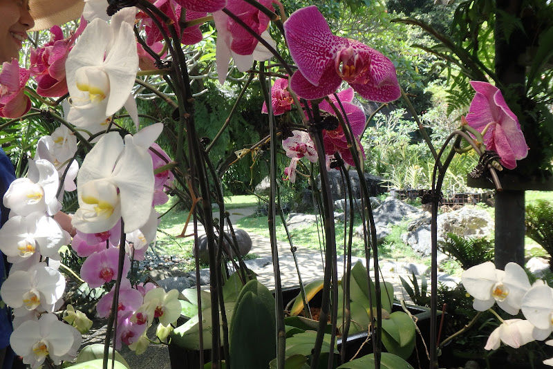 Orchid & Hibiscus Gardens gallery