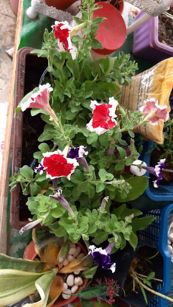 Cintaz Nursery gallery