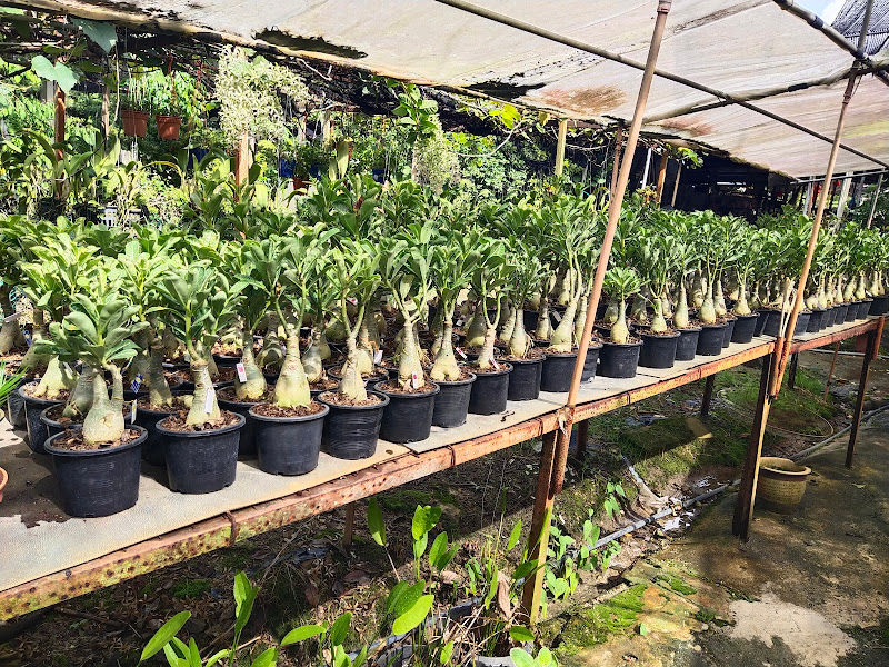 Tik Huat Nursery