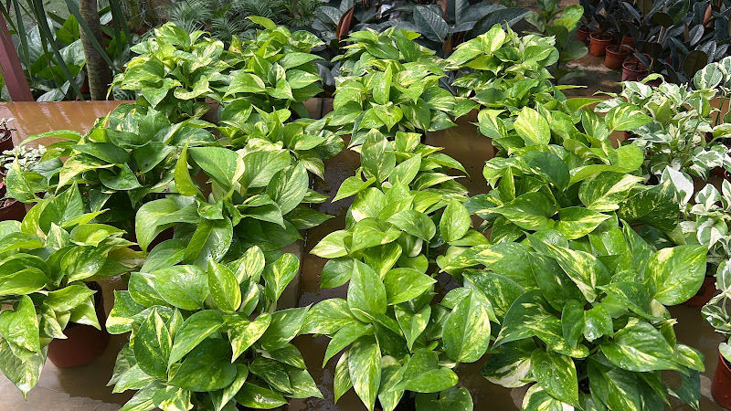 Tik Huat Nursery gallery