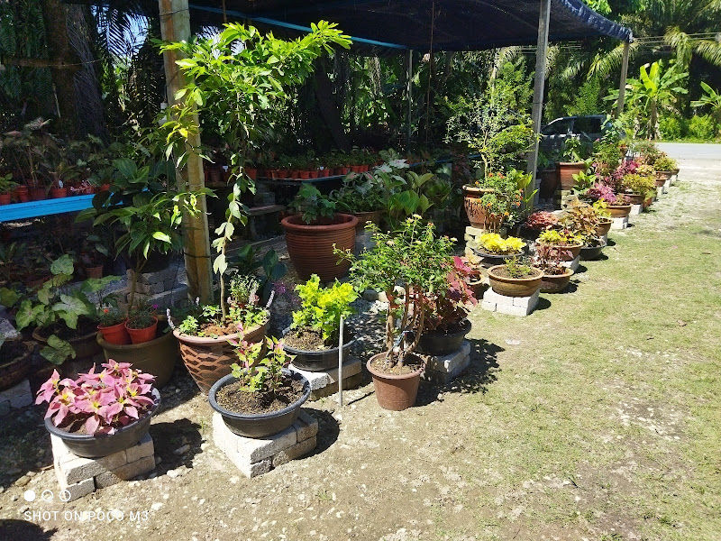 Tulip Gangsa Nursery gallery