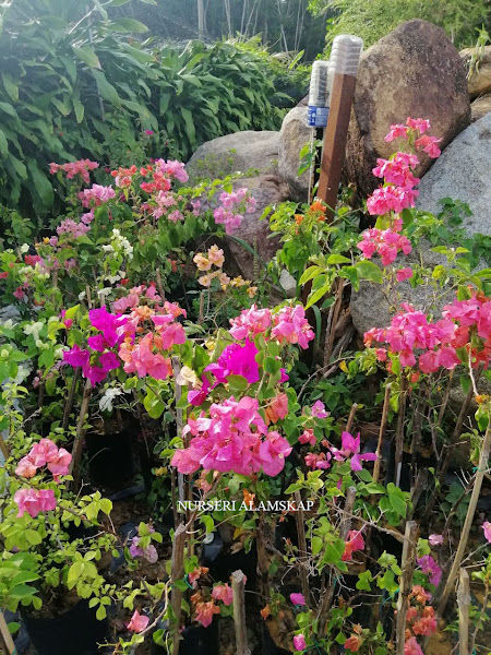 Alamskap Sdn. Bhd. ( Landskap dan semaian ) gallery