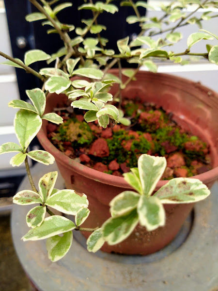 K&K Bonsai (盆栽，园艺及手工艺术） gallery