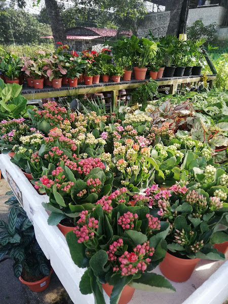 Nursery Laman Hijau Lestari gallery