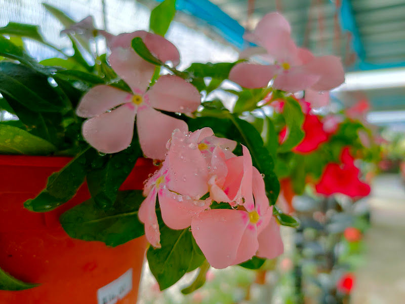 Arika Green Garden Nursery gallery