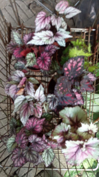 Nurseri Seri Nibong gallery