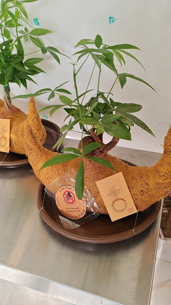 Kokedama Wonderland @ Parkson Pavillion Bukit Jalil gallery