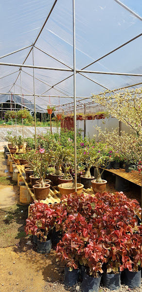 Enstek Nursery (Tang) gallery