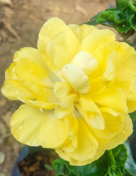 JY Nursery Puchong & Landscaping Service/蒲种花圃与园艺中心 /Kedai Bunga dan Landskap Puchong JY gallery