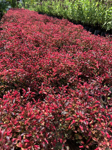 Alloy Nursery and Landscape