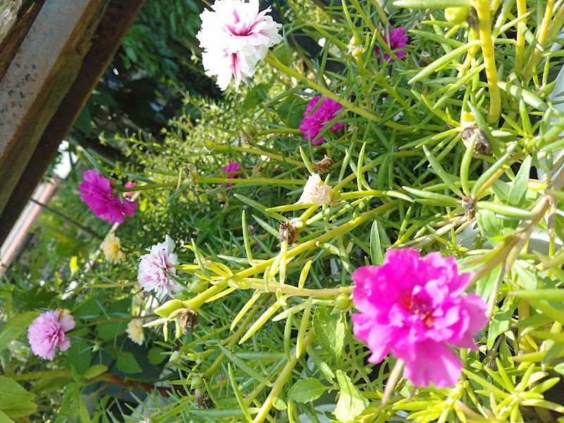 TANAH HITAM SAWIT ASLI (PAKAR) gallery