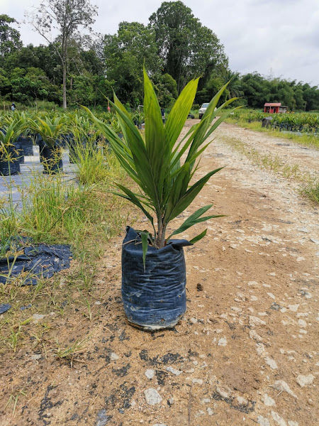 Rompin Sawit Trading PK