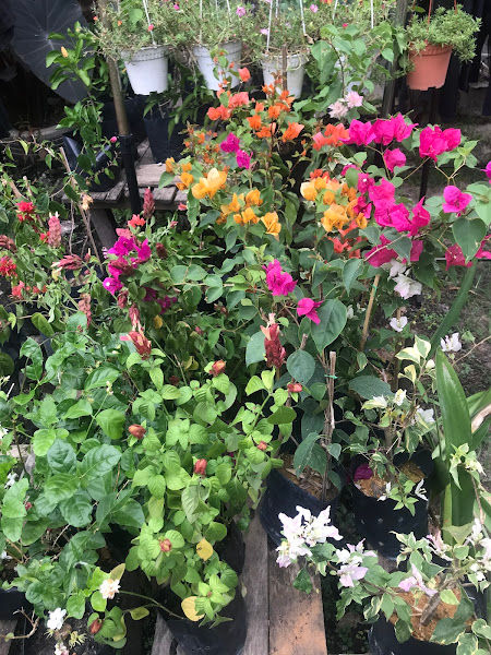 Ja’s Backyard Garden gallery