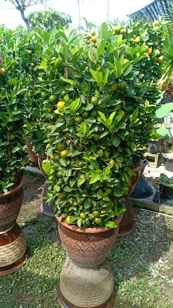 Perniagaan Yuen Fatt gallery