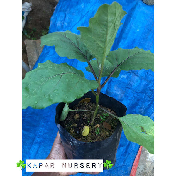 KAPAR NURSERY gallery