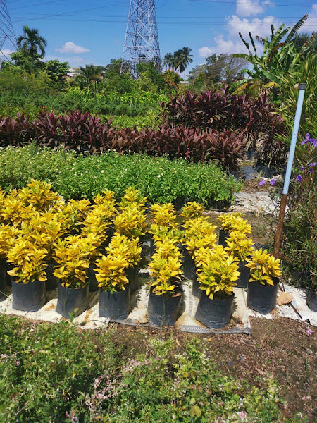 Loke Plant Nursery gallery