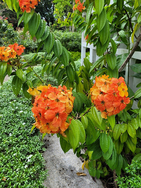 Orchid & Hibiscus Gardens gallery