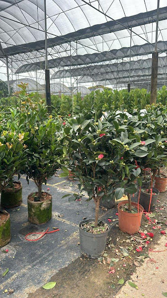 Chan Nursery _ Landscape Design & Garden Maintenance Services gallery