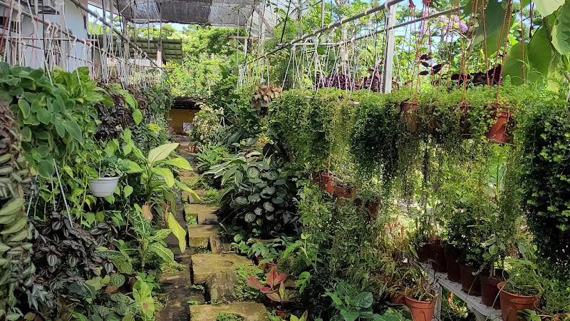 GREENLANE POTPLANT NURSERY