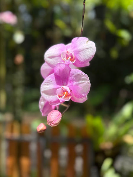 The Habitat Nursery gallery