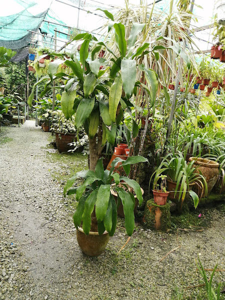 Camellia Landscape Sdn Bhd
