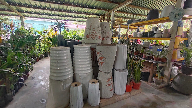 C&C Podocarpus Nursery & Landscape gallery