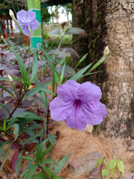 District Garden MAEPS gallery