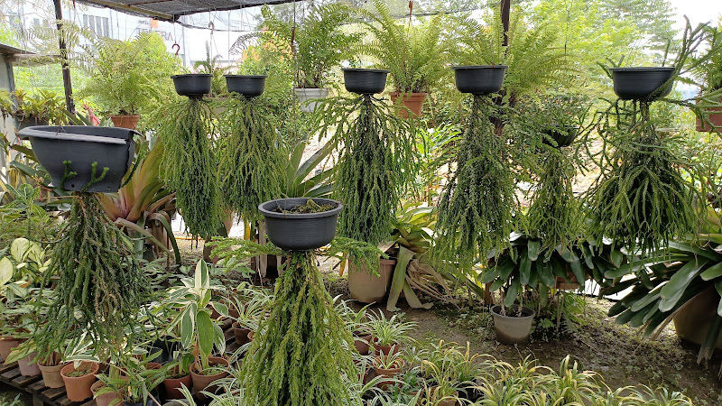 Nursery Sri Banir gallery