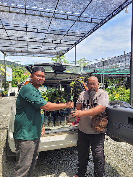 Halim Green Nursery Kuala Kangsar gallery