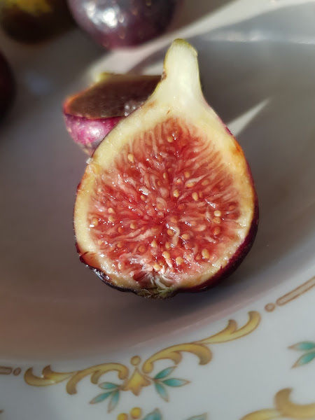 Telok Bakong Fig Garden gallery