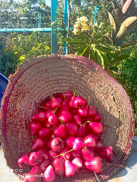 TokMat And TokAwa Garden