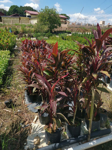 Loke Plant Nursery gallery