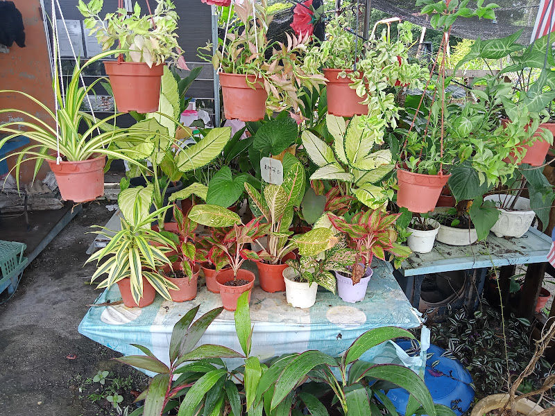 Nurseri Gugusan Manjoi