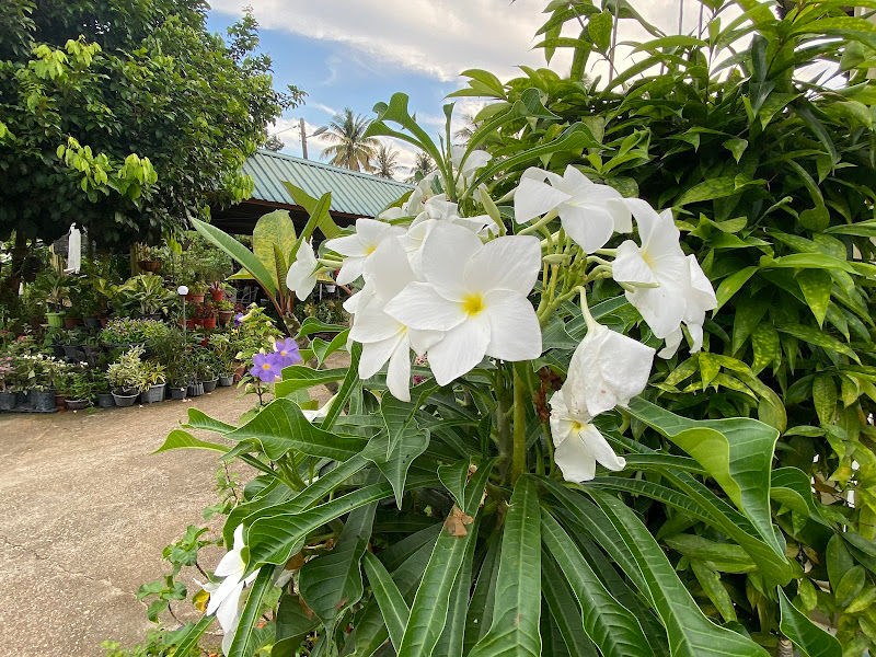 ZEDA NURSERY gallery