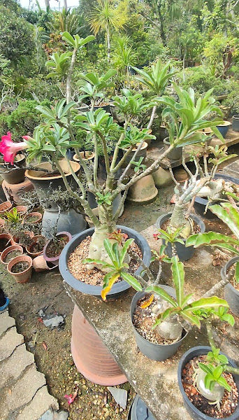 Taman Sungai Perak gallery