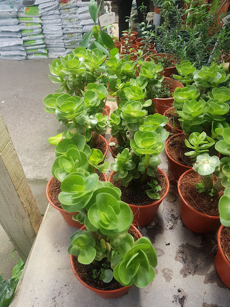 Fern & Fung Garden Trading gallery