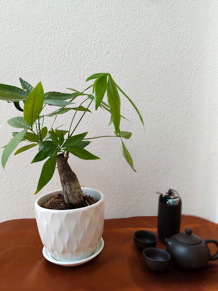 The Plants Malaysia gallery