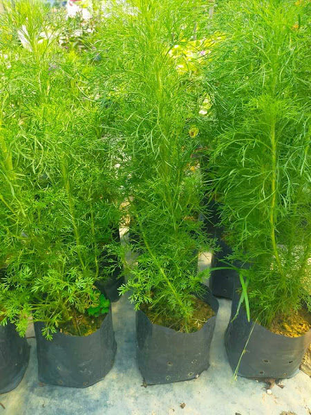 FigFarm Agro Nursery & Cafe gallery